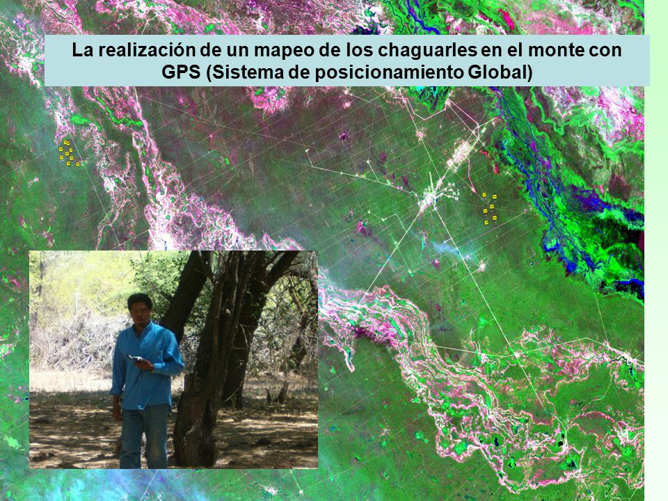 La realización de un mapeo de los chaguarles en el monte con GPS (Sistema de posicionamiento Global)
