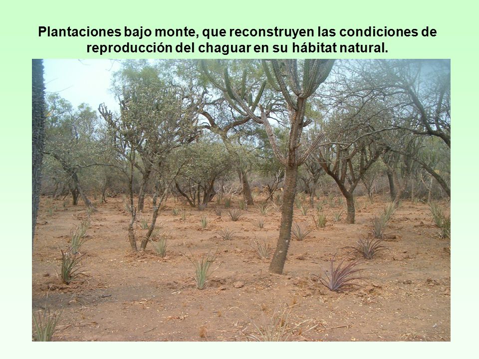 Plantaciones bajo monte, que reconstruyen las condiciones de reproducción del chaguar en su hábitat natural.