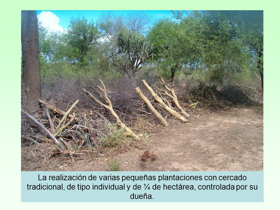 La realización de varias pequeñas plantaciones con cercado tradicional, de tipo individual y de ¼ de hectárea, controlada por su dueña.