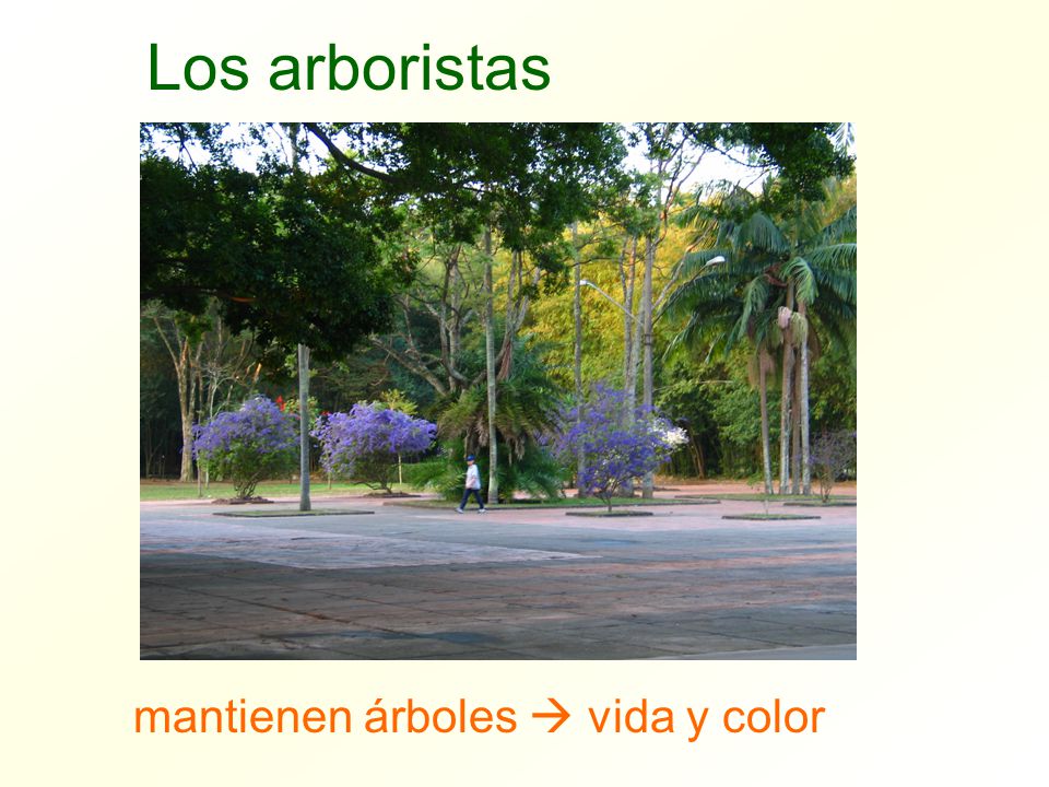 Los arboristas mantienen árboles  vida y color