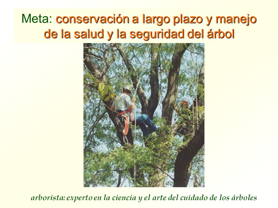 Meta: conservación a largo plazo y manejo de la salud y la seguridad del árbol