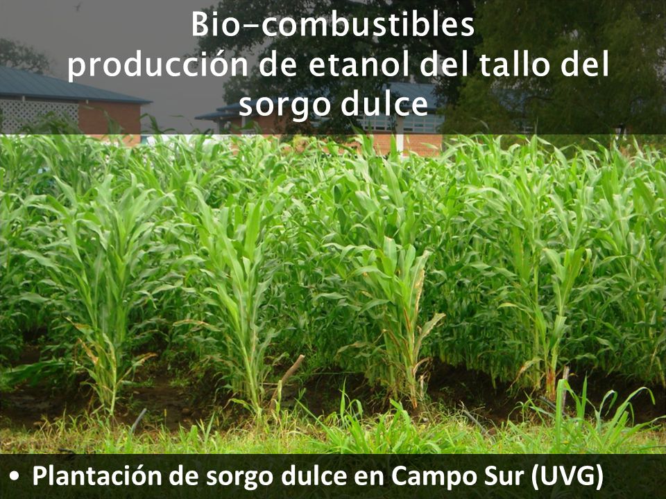 Bio-combustibles producción de etanol del tallo del sorgo dulce