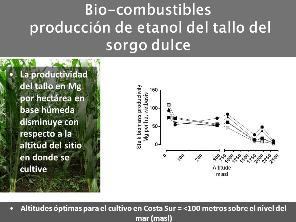 Bio-combustibles producción de etanol del tallo del sorgo dulce