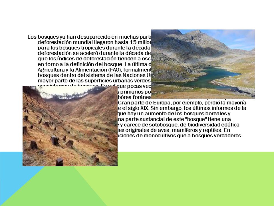 Los bosques ya han desaparecido en muchas partes del mundo, y los índices de deforestación mundial llegaron hasta 15 millones de hectáreas por año solamente para los bosques tropicales durante la década del 80.