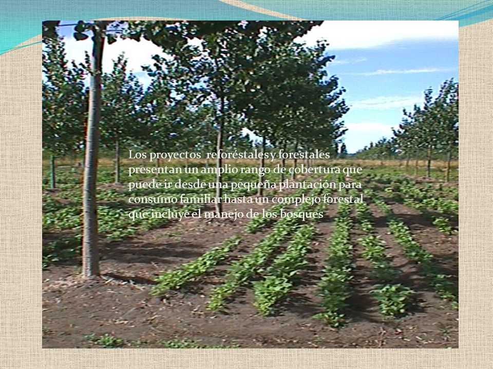 Los proyectos reforéstales y forestales presentan un amplio rango de cobertura que puede ir desde una pequeña plantación para