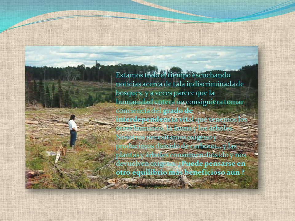 Estamos todo el tiempo escuchando noticias acerca de tala indiscriminada de bosques, y a veces parece que la humanidad entera no consiguiera tomar conciencia del grado de interdependencia vital que tenemos los seres humanos, la fauna y los árboles.