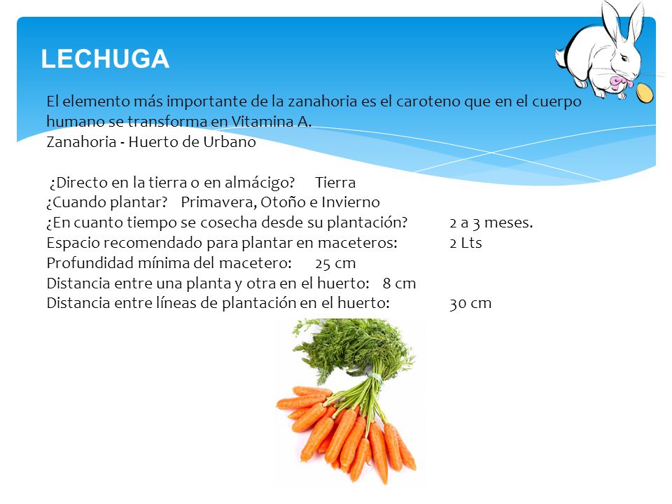 LECHUGA El elemento más importante de la zanahoria es el caroteno que en el cuerpo humano se transforma en Vitamina A.