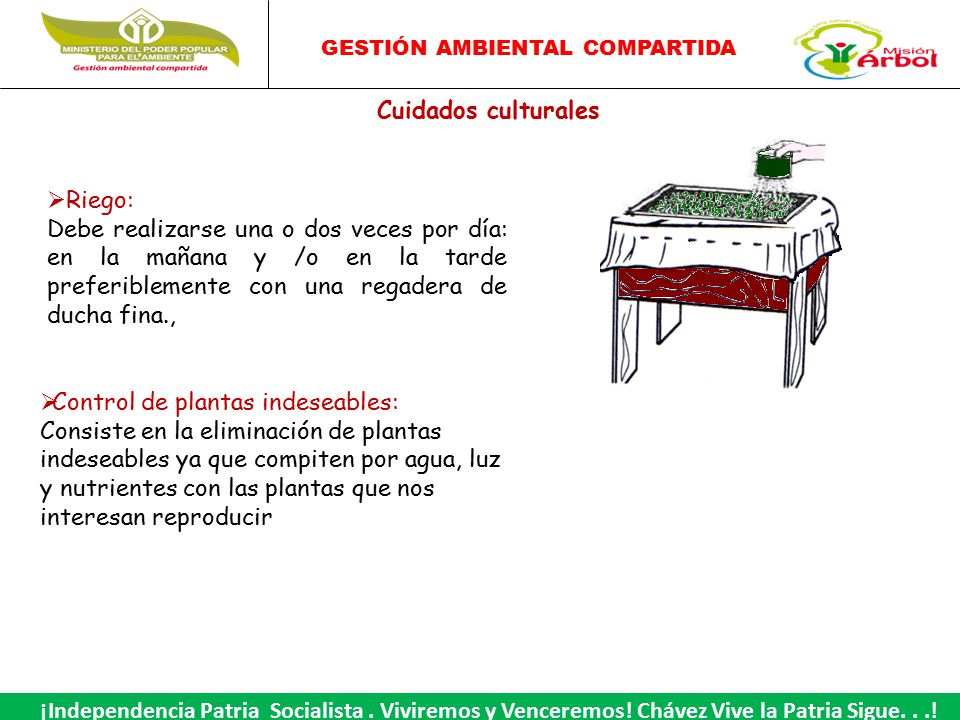 Cuidados culturales Riego: Debe realizarse una o dos veces por día: en la mañana y /o en la tarde preferiblemente con una regadera de ducha fina.,