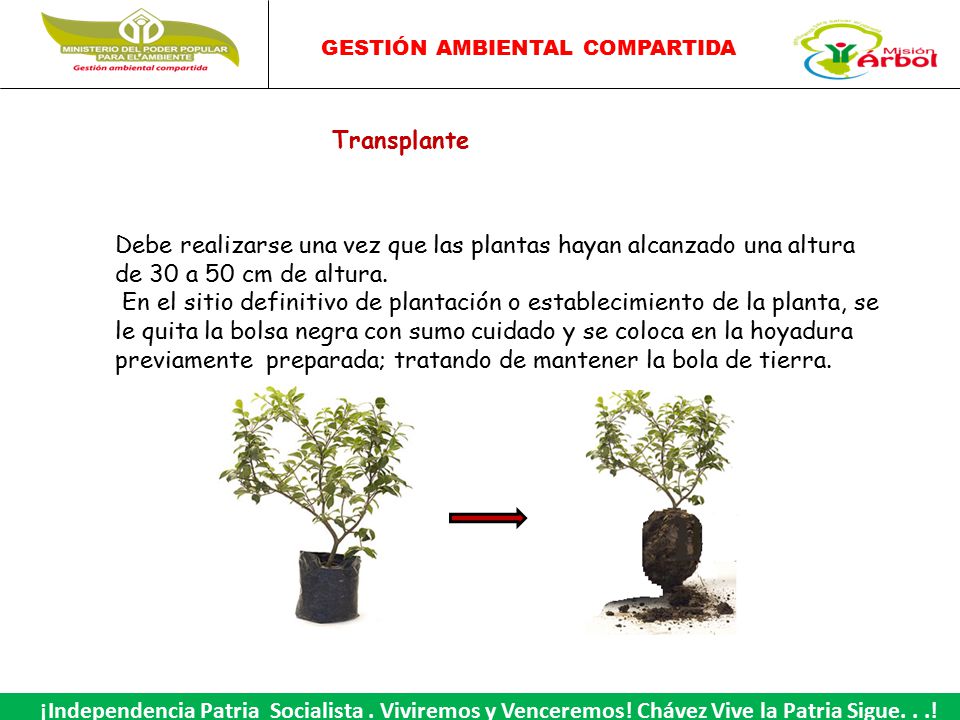 Transplante Debe realizarse una vez que las plantas hayan alcanzado una altura de 30 a 50 cm de altura.