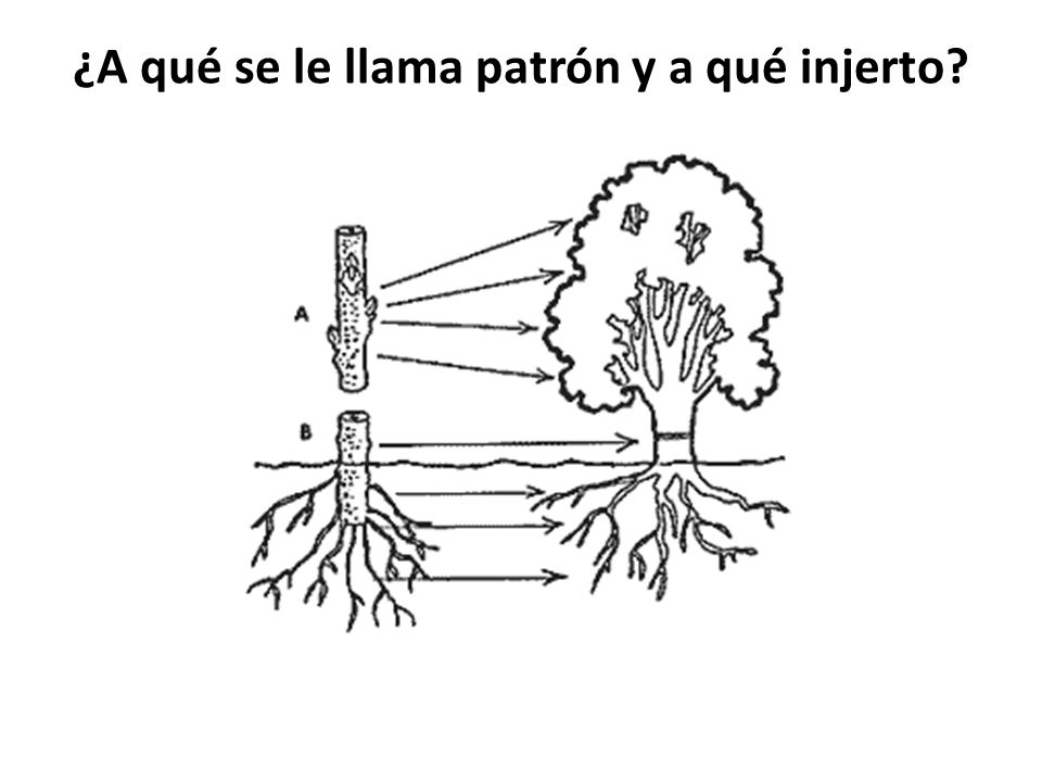 ¿A qué se le llama patrón y a qué injerto
