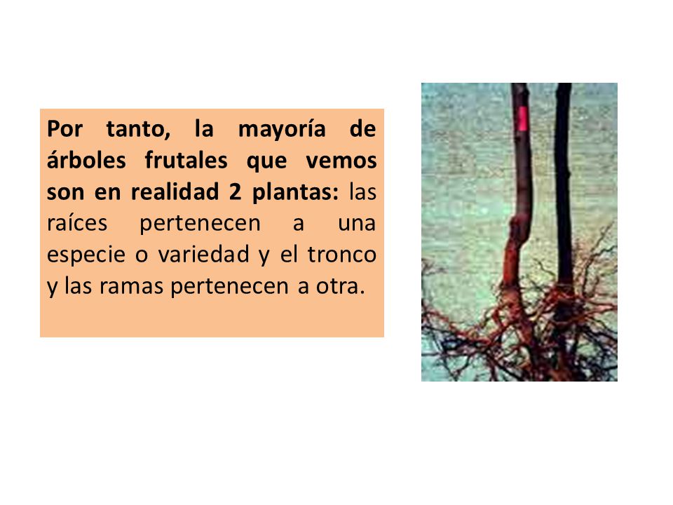 Por tanto, la mayoría de árboles frutales que vemos son en realidad 2 plantas: las raíces pertenecen a una especie o variedad y el tronco y las ramas pertenecen a otra.