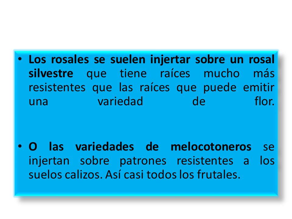 Los rosales se suelen injertar sobre un rosal silvestre que tiene raíces mucho más resistentes que las raíces que puede emitir una variedad de flor.