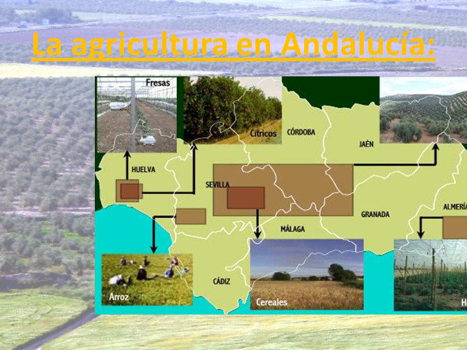La agricultura en Andalucía: