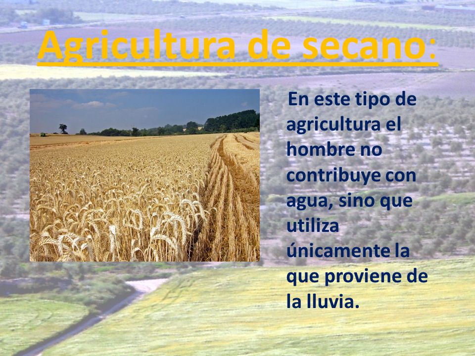 Agricultura de secano: