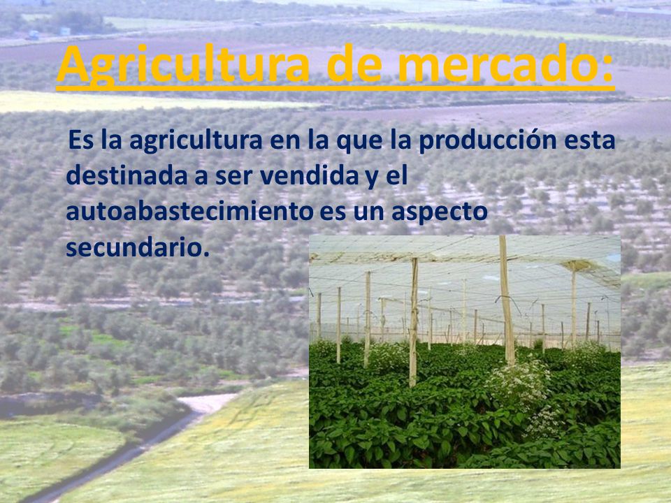 Agricultura de mercado: