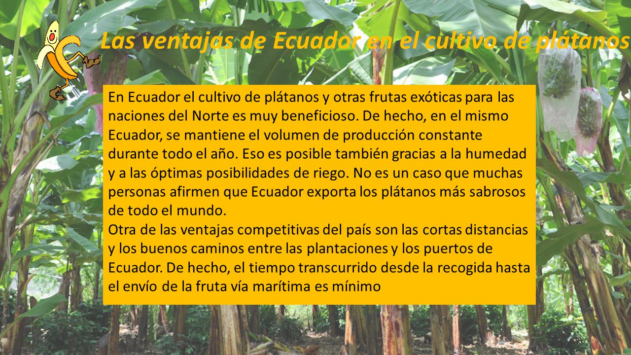Las ventajas de Ecuador en el cultivo de plátanos
