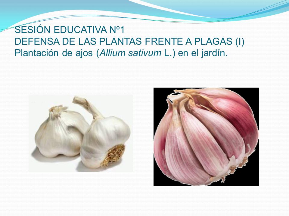 SESIÓN EDUCATIVA Nº1 DEFENSA DE LAS PLANTAS FRENTE A PLAGAS (I) Plantación de ajos (Allium sativum L.) en el jardín.