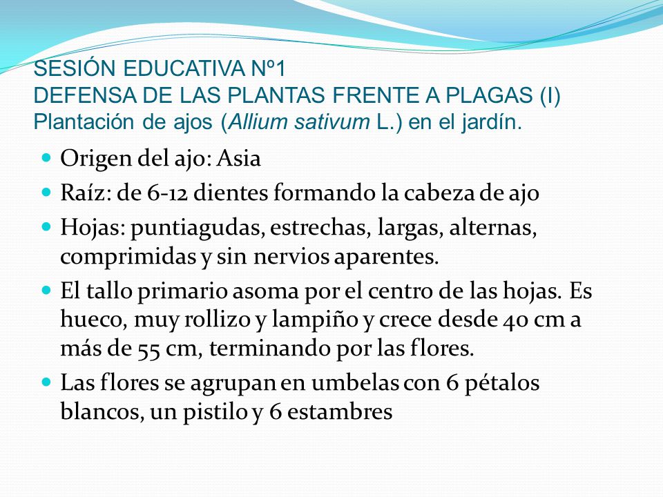 Raíz: de 6-12 dientes formando la cabeza de ajo