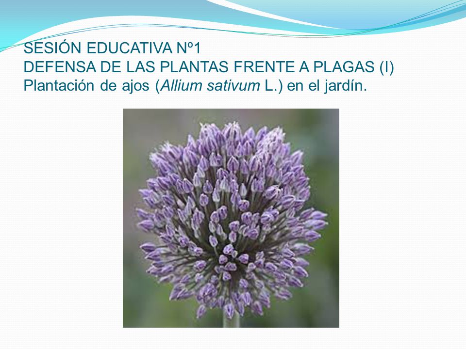 SESIÓN EDUCATIVA Nº1 DEFENSA DE LAS PLANTAS FRENTE A PLAGAS (I) Plantación de ajos (Allium sativum L.) en el jardín.