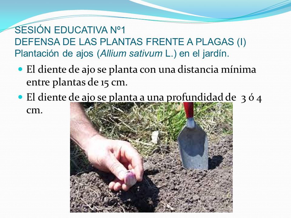 El diente de ajo se planta a una profundidad de 3 ó 4 cm.