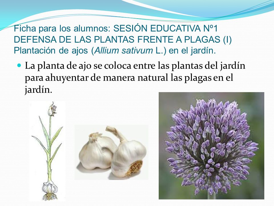 Ficha para los alumnos: SESIÓN EDUCATIVA Nº1 DEFENSA DE LAS PLANTAS FRENTE A PLAGAS (I) Plantación de ajos (Allium sativum L.) en el jardín.