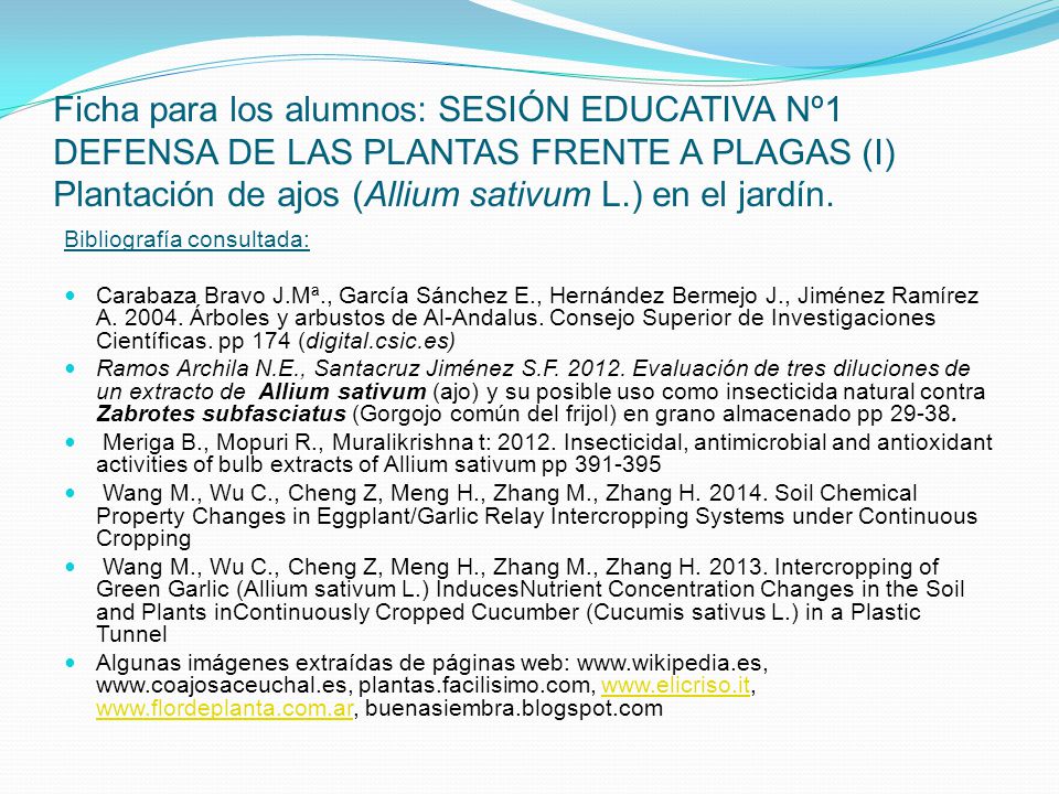 Ficha para los alumnos: SESIÓN EDUCATIVA Nº1 DEFENSA DE LAS PLANTAS FRENTE A PLAGAS (I) Plantación de ajos (Allium sativum L.) en el jardín.