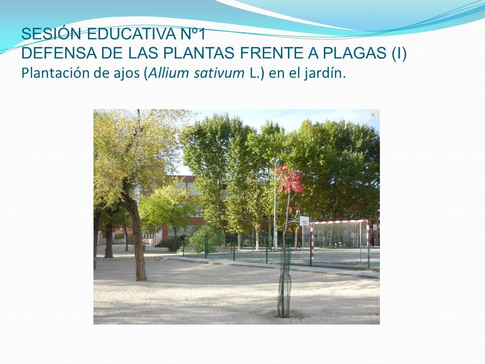SESIÓN EDUCATIVA Nº1 DEFENSA DE LAS PLANTAS FRENTE A PLAGAS (I) Plantación de ajos (Allium sativum L.) en el jardín.