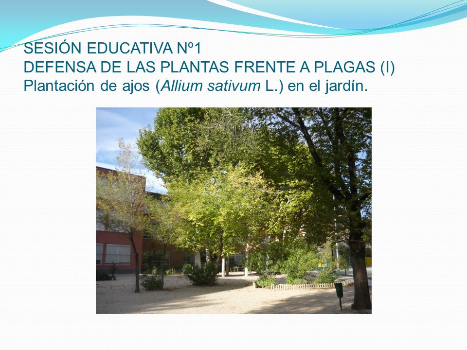 SESIÓN EDUCATIVA Nº1 DEFENSA DE LAS PLANTAS FRENTE A PLAGAS (I) Plantación de ajos (Allium sativum L.) en el jardín.