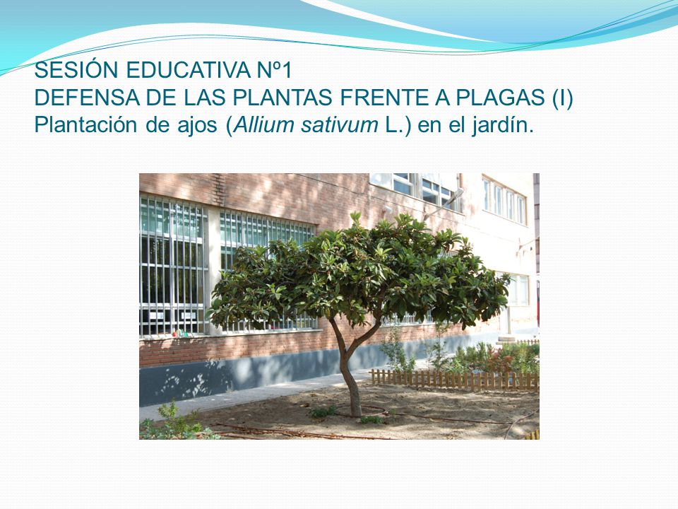 SESIÓN EDUCATIVA Nº1 DEFENSA DE LAS PLANTAS FRENTE A PLAGAS (I) Plantación de ajos (Allium sativum L.) en el jardín.