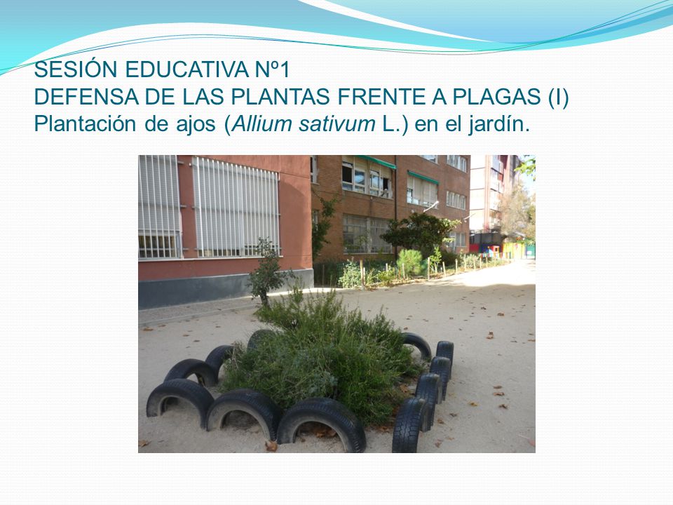 SESIÓN EDUCATIVA Nº1 DEFENSA DE LAS PLANTAS FRENTE A PLAGAS (I) Plantación de ajos (Allium sativum L.) en el jardín.