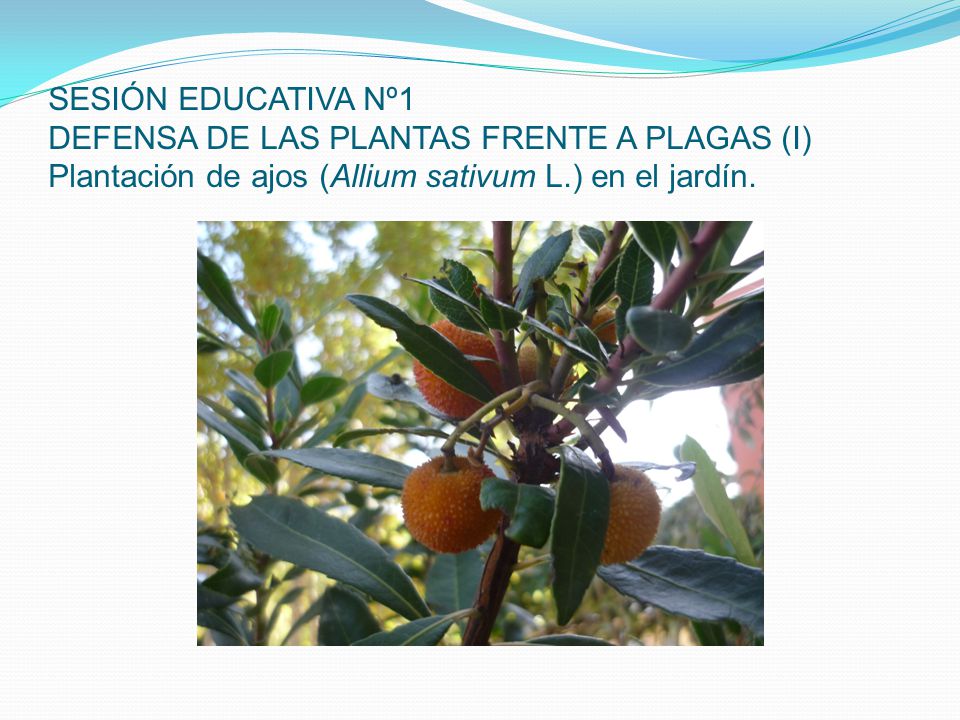 SESIÓN EDUCATIVA Nº1 DEFENSA DE LAS PLANTAS FRENTE A PLAGAS (I) Plantación de ajos (Allium sativum L.) en el jardín.