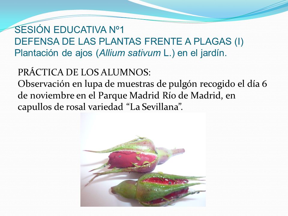 SESIÓN EDUCATIVA Nº1 DEFENSA DE LAS PLANTAS FRENTE A PLAGAS (I) Plantación de ajos (Allium sativum L.) en el jardín.