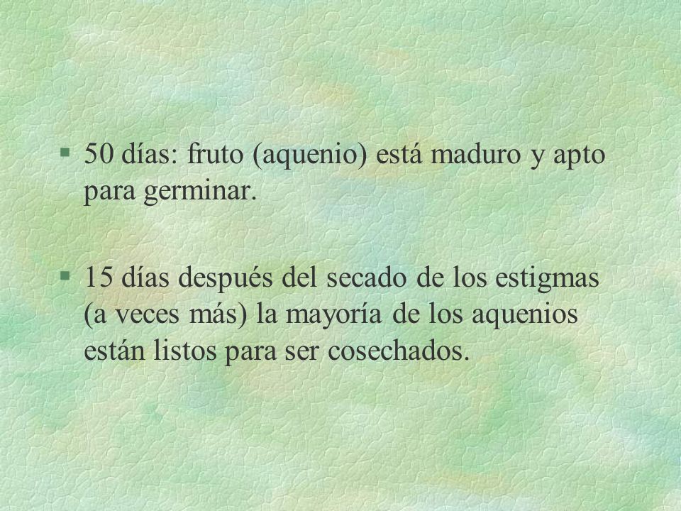 50 días: fruto (aquenio) está maduro y apto para germinar.