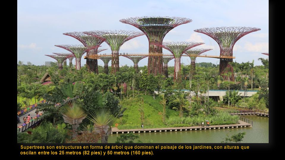 Supertrees son estructuras en forma de árbol que dominan el paisaje de los jardines, con alturas que oscilan entre los 25 metros (82 pies) y 50 metros (160 pies).