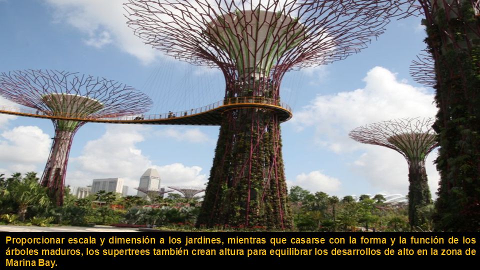 Proporcionar escala y dimensión a los jardines, mientras que casarse con la forma y la función de los árboles maduros, los supertrees también crean altura para equilibrar los desarrollos de alto en la zona de Marina Bay.