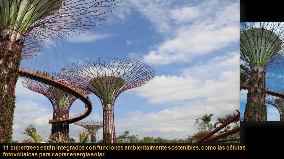 11 supertrees están integrados con funciones ambientalmente sostenibles, como las células fotovoltaicas para captar energía solar.