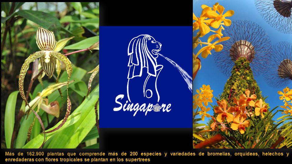 Más de plantas que comprende más de 200 especies y variedades de bromelias, orquídeas, helechos y enredaderas con flores tropicales se plantan en los supertrees