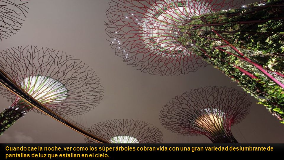 Cuando cae la noche, ver como los súper árboles cobran vida con una gran variedad deslumbrante de pantallas de luz que estallan en el cielo.