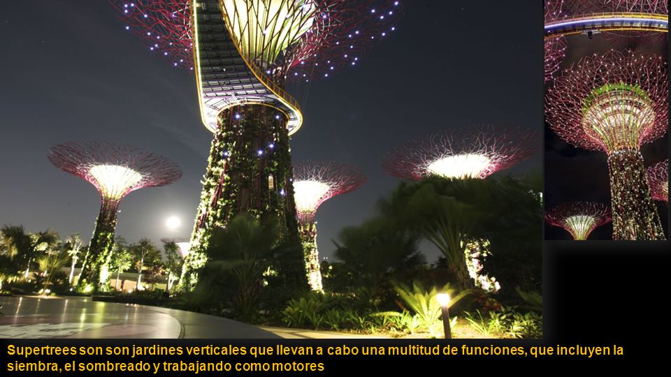 Supertrees son son jardines verticales que llevan a cabo una multitud de funciones, que incluyen la siembra, el sombreado y trabajando como motores de bajas emisiones para los jardines.