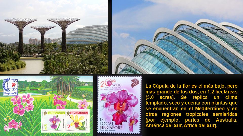 La Cúpula de la flor es el más bajo, pero más grande de los dos, en 1