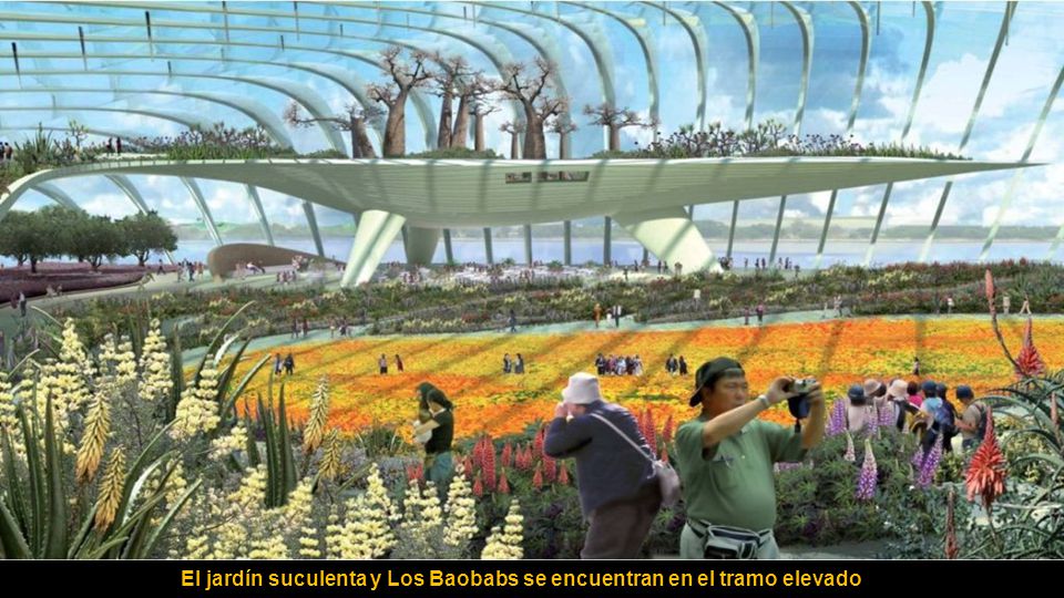 El jardín suculenta y Los Baobabs se encuentran en el tramo elevado