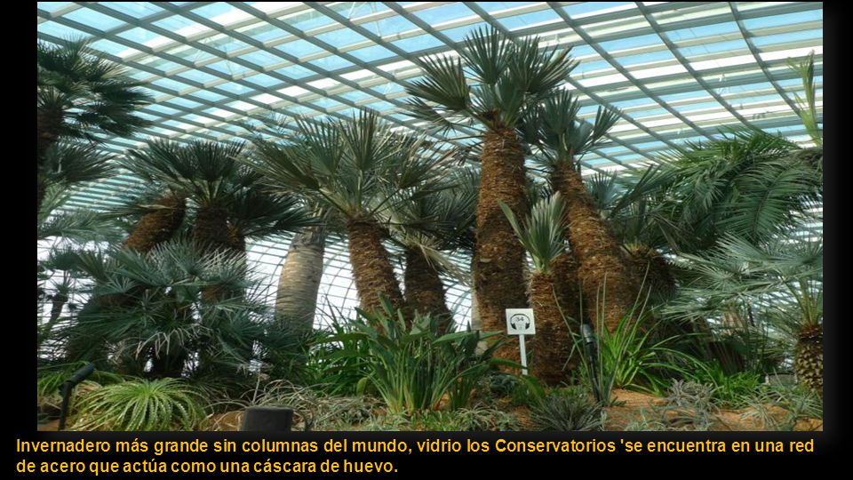 Invernadero más grande sin columnas del mundo, vidrio los Conservatorios se encuentra en una red de acero que actúa como una cáscara de huevo.