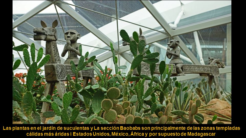 Las plantas en el jardín de suculentas y La sección Baobabs son principalmente de las zonas templadas cálidas más áridas i Estados Unidos, México, África y por supuesto de Madagascar.