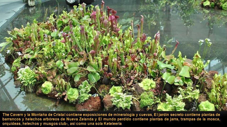 The Cavern y la Montaña de Cristal contiene exposiciones de mineralogía y cuevas, El jardín secreto contiene plantas de barrancos y helechos arbóreos de Nueva Zelanda y El mundo perdido contiene plantas de jarra, trampas de la mosca, orquídeas, helechos y musgos club-, así como una sola Keteleeria.