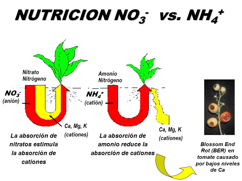 NUTRICION NO3- vs. NH4+ NO3- NH4+ Nitrato Amonio Nitrógeno Nitrógeno