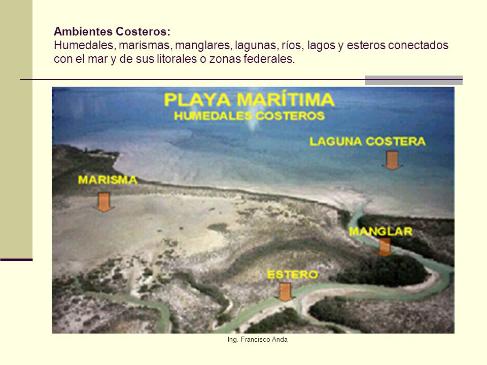 Ambientes Costeros: Humedales, marismas, manglares, lagunas, ríos, lagos y esteros conectados con el mar y de sus litorales o zonas federales.