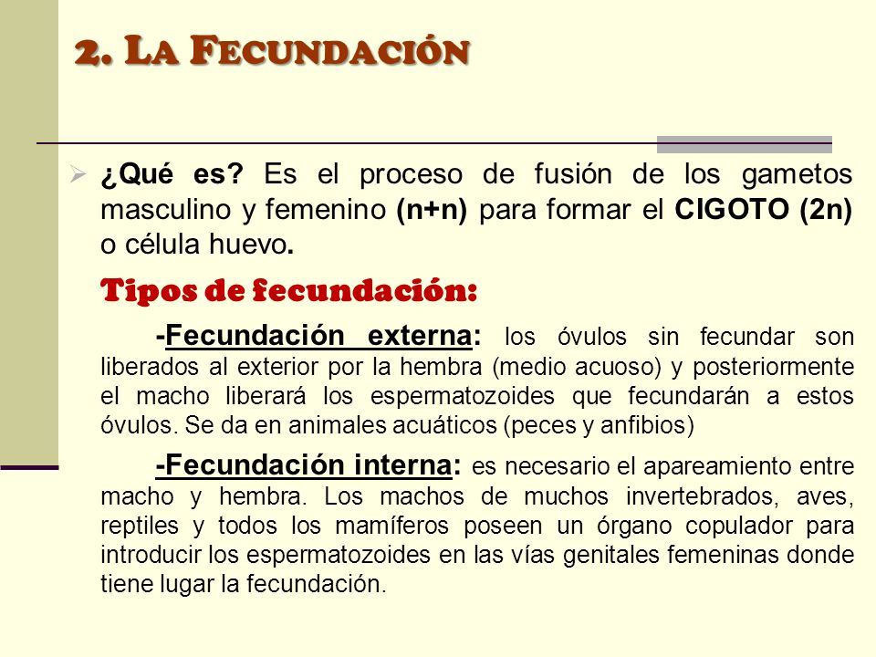 2. La Fecundación ¿Qué es Es el proceso de fusión de los gametos masculino y femenino (n+n) para formar el CIGOTO (2n) o célula huevo.