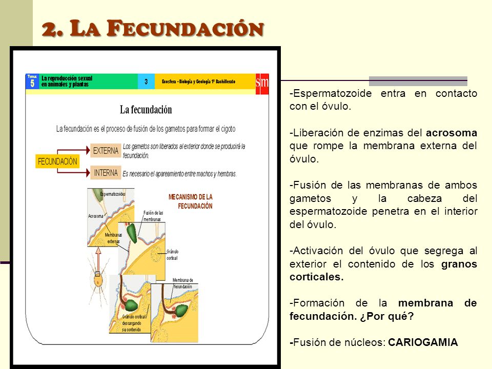 2. La Fecundación -Espermatozoide entra en contacto con el óvulo.