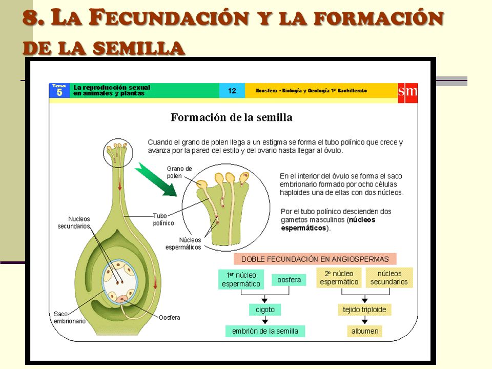 8. La Fecundación y la formación de la semilla