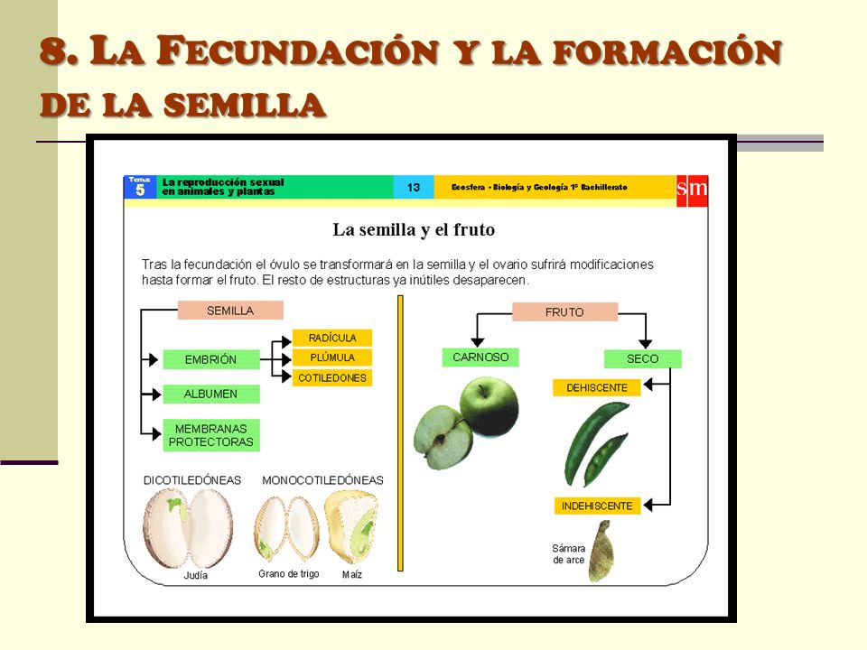8. La Fecundación y la formación de la semilla